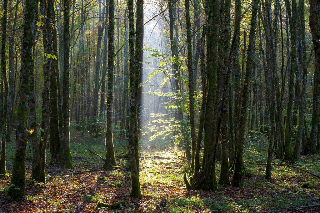 Le Parc National de Forêts